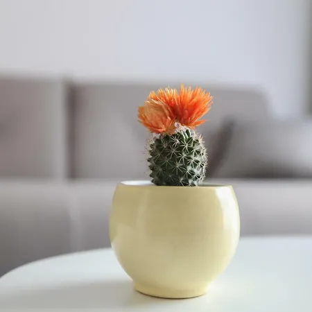 Luxury Tasa 트레빈예