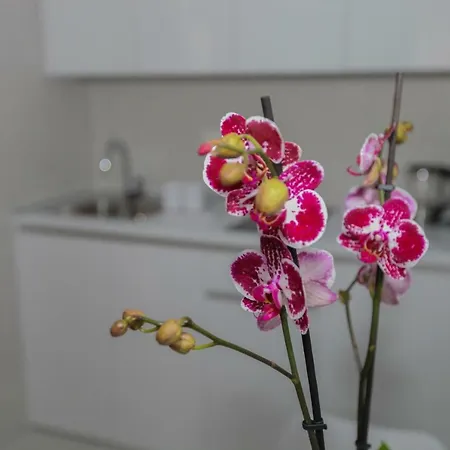 Apartamento Luxury Tasa